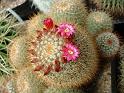 Mammillaria neocoronaria